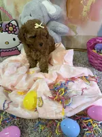 Sky, a female Poodle - Toy  for sale in Saint Peters, MO – Photo 5 of 5