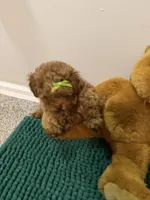 Sky, a female Poodle - Toy  for sale in Saint Peters, MO – 6 of 8