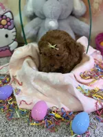 Sky, a female Poodle - Toy  for sale in Saint Peters, MO – Photo 2 of 5