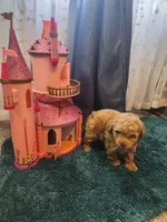 Stormy, a female Poodle - Toy  for sale in Saint Peters, MO – 4 of 5