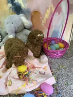 Phoebe, a female Poodle - Toy  for sale in Saint Peters, MO – Photo 5 of 6