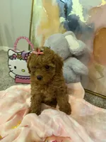 Phoebe, a female Poodle - Toy  for sale in Saint Peters, MO – Photo 3 of 6