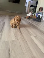 Phoebe, a female Poodle - Toy  for sale in Saint Peters, MO – Photo 4 of 6