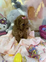 Phoebe, a female Poodle - Toy  for sale in Saint Peters, MO – Photo 2 of 6