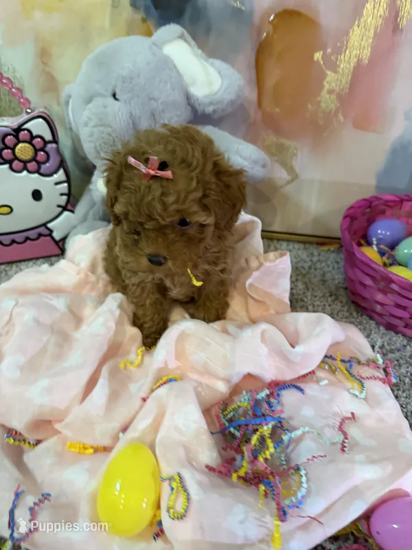 Phoebe – Poodle - Toy  puppy for sale in Saint Peters, MO