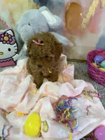 Phoebe, a female Poodle - Toy  for sale in Saint Peters, MO – Photo 1 of 6
