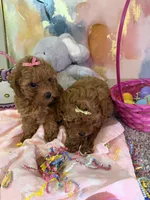 Phoebe, a female Poodle - Toy  for sale in Saint Peters, MO – Photo 6 of 6