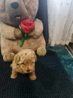 Teddy- AKC, a male Poodle - Toy  for sale in Saint Peters, MO – 2 of 5