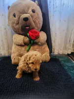 Teddy- AKC, a male Poodle - Toy  for sale in Saint Peters, MO – 4 of 5