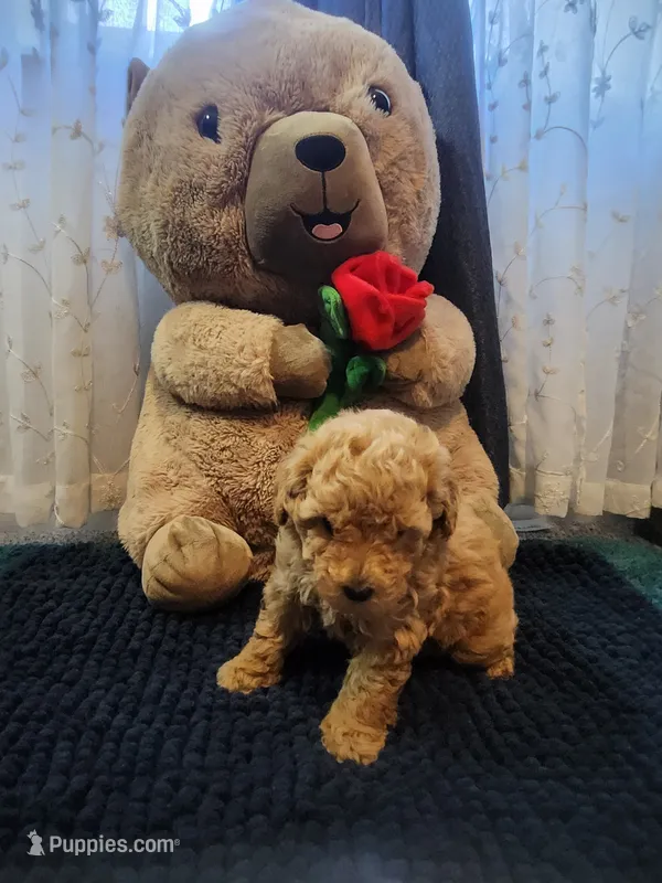 Enzo - AKC – Poodle - Toy  puppy for sale in Saint Peters, MO