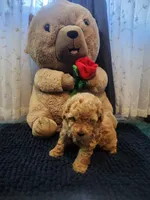 Teddy- AKC, a male Poodle - Toy  for sale in Saint Peters, MO – 3 of 5