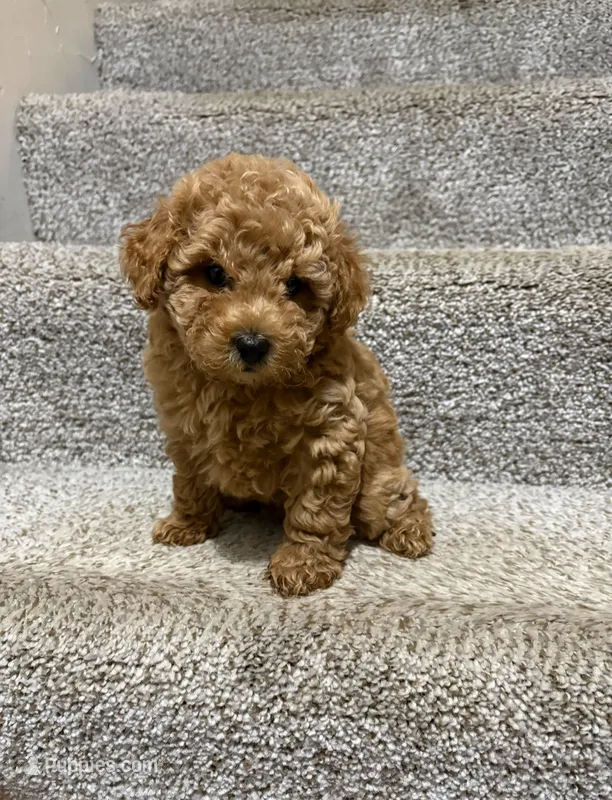 Teddy- AKC – Poodle - Toy  puppy for sale in Saint Peters, MO