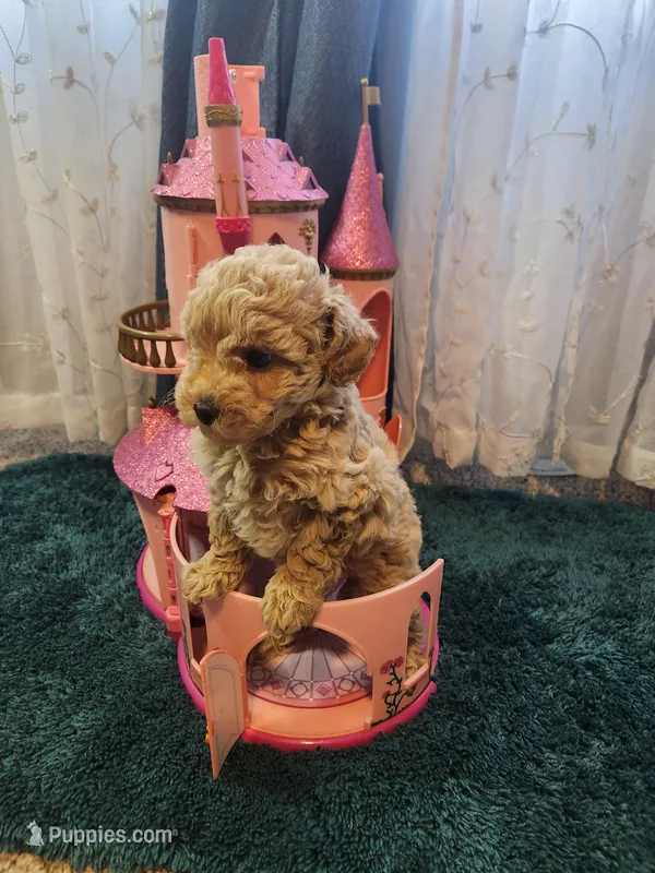 Stormy – Poodle - Toy  puppy for sale in Saint Peters, MO