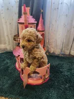 Stormy, a female Poodle - Toy  for sale in Saint Peters, MO – 1 of 5