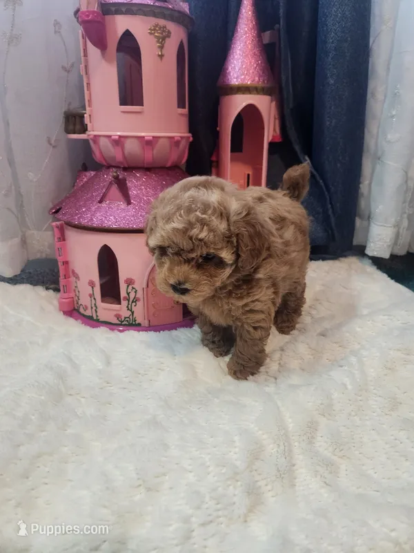 Ember – Poodle - Toy  puppy on hold in Saint Peters, MO