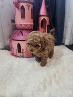 Ember, a female Poodle - Toy  for sale in Saint Peters, MO – 1 of 4