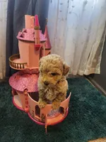 Stormy, a female Poodle - Toy  for sale in Saint Peters, MO – 2 of 5