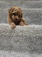 Ember, a female Poodle - Toy  for sale in Saint Peters, MO – 3 of 4