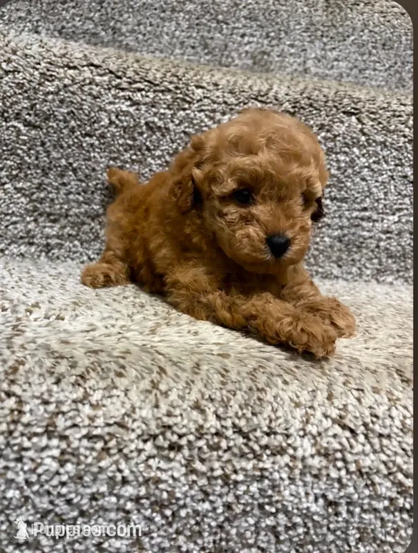 Ember – Poodle - Toy  puppy for sale in Saint Peters, MO