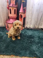 Stormy, a female Poodle - Toy  for sale in Saint Peters, MO – 3 of 5