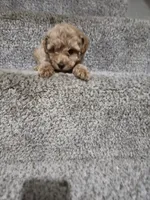 Stormy, a female Poodle - Toy  for sale in Saint Peters, MO – 5 of 5