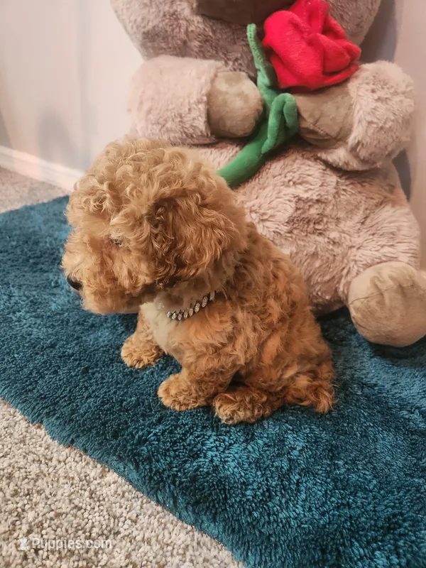 Teddy- AKC – Poodle - Toy  puppy for sale in Saint Peters, MO