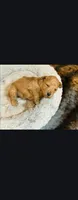 Ember, a female Poodle - Toy  for sale in Saint Peters, MO – 4 of 4