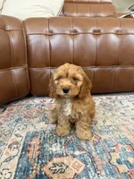 Toy cockapoo, a female Cockapoo for sale in Irvine, CA – 2 of 5