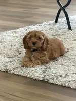 Toy cockapoo, a female Cockapoo for sale in Irvine, CA – 4 of 5