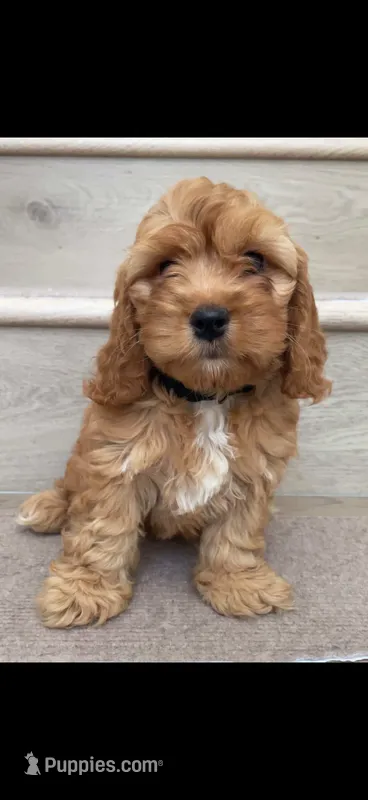Toy cockapoo – Cockapoo puppy for sale in Irvine, CA