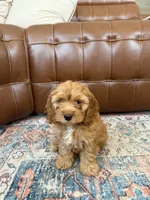 Toy cockapoo, a female Cockapoo for sale in Irvine, CA – 5 of 5