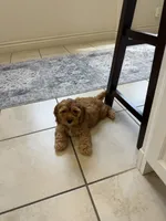 Toy cockapoo, a female Cockapoo for sale in Irvine, CA – 3 of 5
