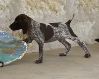 Max X Shiloh’s Rio, a male German Shorthaired Pointer for sale in Driftwood, TX – Photo 5 of 9
