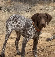 Max X Shiloh’s Rio, a male German Shorthaired Pointer for sale in Driftwood, TX – Photo 7 of 9