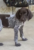 Max X Shiloh’s Rio, a male German Shorthaired Pointer for sale in Driftwood, TX – Photo 1 of 9