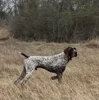 Max X Shiloh’s Rio, a male German Shorthaired Pointer for sale in Driftwood, TX – Photo 8 of 9