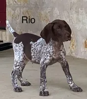 Max X Shiloh’s Rio, a male German Shorthaired Pointer for sale in Driftwood, TX – Photo 3 of 9
