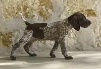 Max X Shiloh’s Rio, a male German Shorthaired Pointer for sale in Driftwood, TX – Photo 6 of 9
