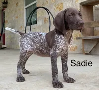 Max X Shiloh’s Sadie, a female German Shorthaired Pointer for sale in Driftwood, TX – Photo 2 of 6