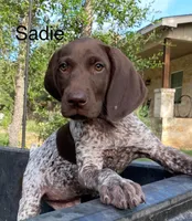 Max X Shiloh’s Sadie, a female German Shorthaired Pointer for sale in Driftwood, TX – Photo 1 of 6
