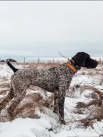 Max X Shiloh’s Sadie, a female German Shorthaired Pointer for sale in Driftwood, TX – Photo 5 of 6