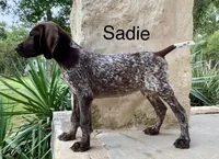 Max X Shiloh’s Sadie, a female German Shorthaired Pointer for sale in Driftwood, TX – Photo 3 of 6