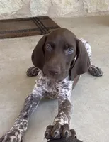 Max X Shiloh’s Ruby, a female German Shorthaired Pointer for sale in Driftwood, TX – Photo 4 of 5