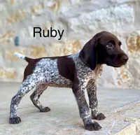 Max X Shiloh’s Ruby, a female German Shorthaired Pointer for sale in Driftwood, TX – Photo 2 of 5