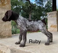 Max X Shiloh’s Ruby, a female German Shorthaired Pointer for sale in Driftwood, TX – Photo 1 of 5