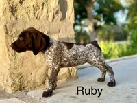 Max X Shiloh’s Ruby, a female German Shorthaired Pointer for sale in Driftwood, TX – Photo 3 of 5