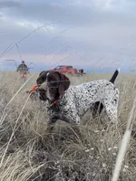 Max X Shiloh’s Ruby, a female German Shorthaired Pointer for sale in Driftwood, TX – Photo 5 of 5