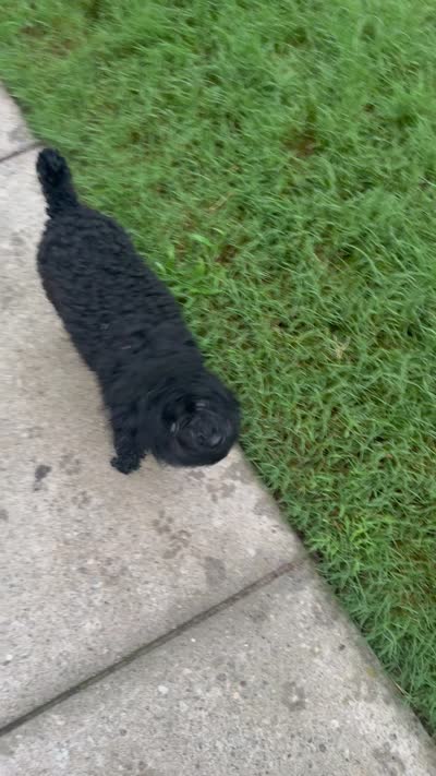 George, a male Poodle - Toy  for sale in Decatur, GA – 2 of 2