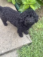 George, a male Poodle - Toy  for sale in Decatur, GA – 1 of 2