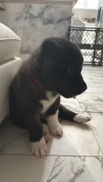Akita, a male Akita for sale in Miami, FL – 7 of 9